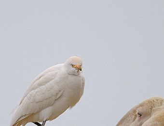 Animali 401